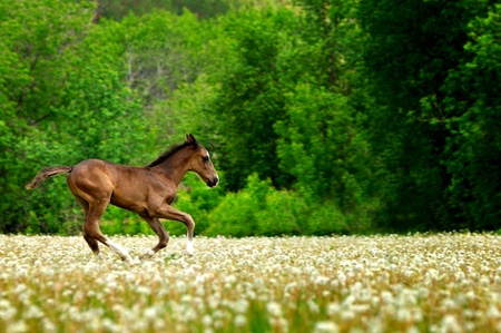 horse