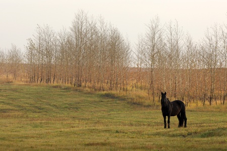 horseの写真素材