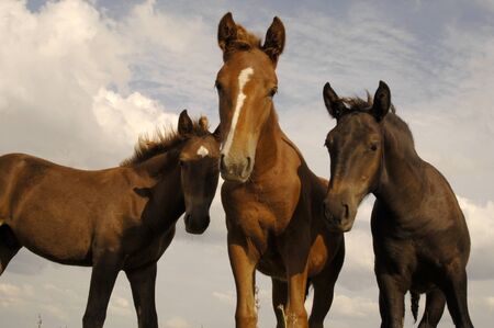 horse
