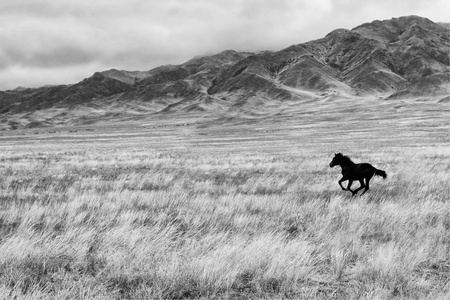 horseの写真素材