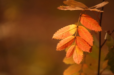 autumn