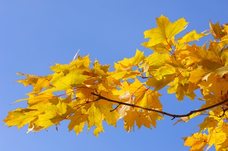 autumnの写真素材