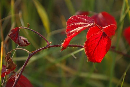 autumnの写真素材