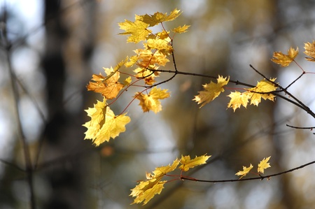autumn
