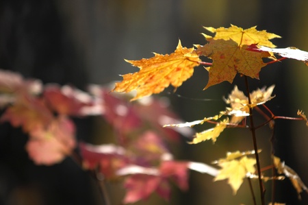 autumn