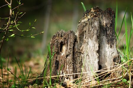 stumpの写真素材