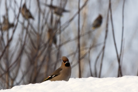 waxwingsの写真素材