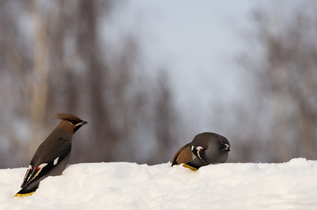 waxwingsの写真素材