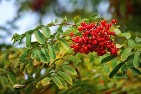 rowan