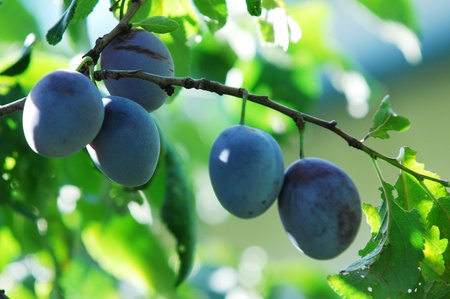 plumの写真素材