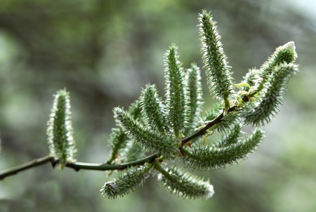 Populusの写真素材