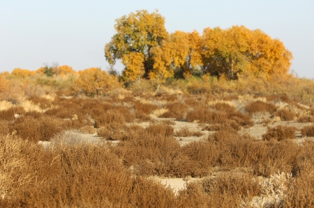Diversifolia Populus. Kazakhstan. Ili River.Haloxylon.の写真素材