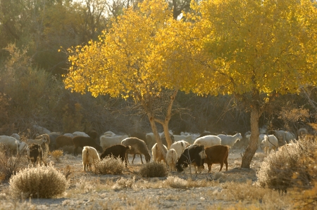 Diversifolia Populus. Kazakhstan. Ili River.Haloxylon.の写真素材