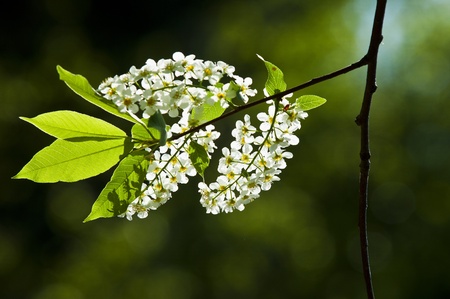 flowersの写真素材