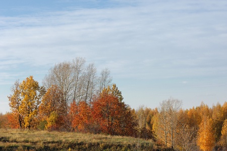 Autumn, the golden couple of the year,の写真素材