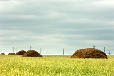Power poles, standing in a fieldの写真素材