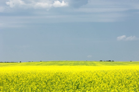 Rapeseed field  Yellow flowers  The bright sun  blue sky