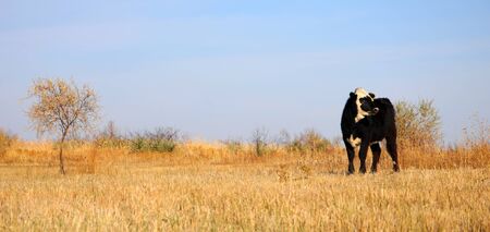 cow on pasture