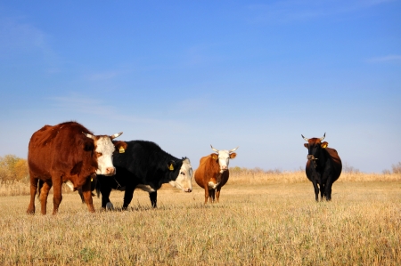 cowsの写真素材