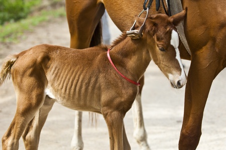 Horse. Summer is a hot day. Golden skin