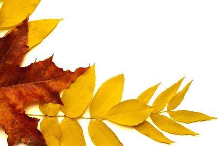 autumn leavesの写真素材