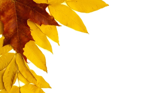 autumn leaves