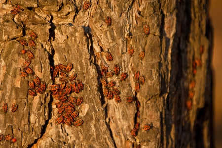 insects soldiers