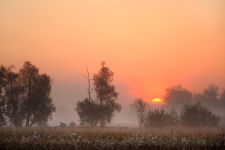 Autumn Mist, trees are wet, damp fog ofの写真素材
