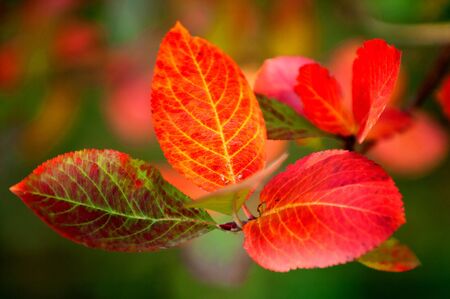Yellow autumn trees, a beautiful golden time, the Indian summerの写真素材