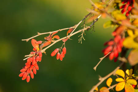 A wonderful time to fall, golden leaves, warm daysの写真素材