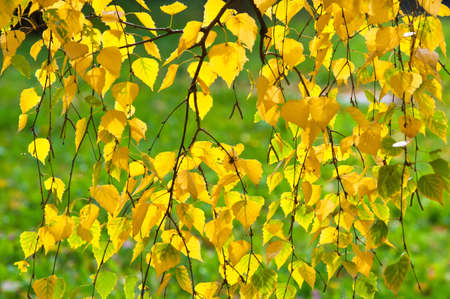 autumn leaves, photographed on the natureの写真素材