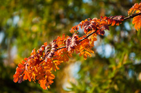 autumn leaves, photographed on the nature