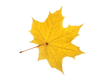 autumn leaves, photographed in the studio on a white backgroundの写真素材