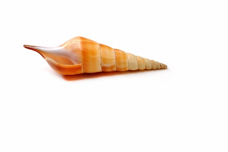 Sea shell, photographed in the studio