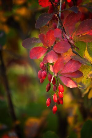 A wonderful time to fall, golden leaves, warm days
