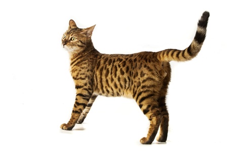 Cat photographed in the studio