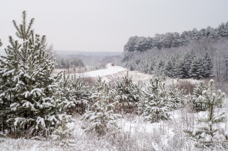 Winter is very cold, the trees covered with frostの写真素材