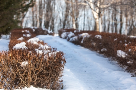 Winter is very cold, the trees covered with frostの写真素材