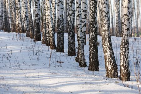 Winter snow birchの写真素材