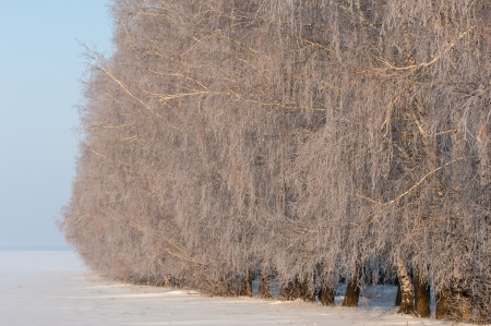 Trees covered with rime, a bright sunny dayの写真素材