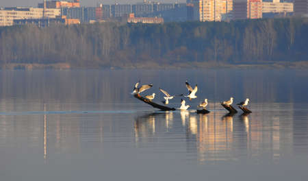 The river in the summer. The river in the summer, photographed the day Kamaの写真素材