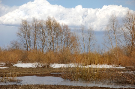 Willow is pollinated by beesの写真素材