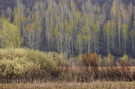 Willow is pollinated by beesの写真素材