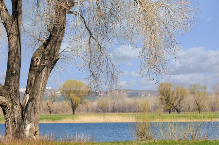 Willow is pollinated by beesの写真素材