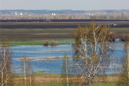 Willow is pollinated by beesの写真素材
