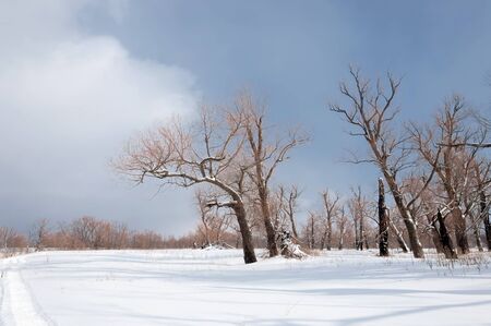 Trees in the snow, a bright sunny dayの写真素材
