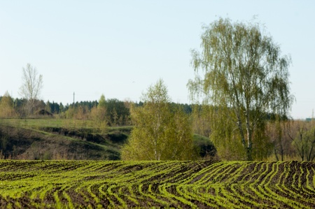 The young shoots of grain crops or grass. shoots of wheat in the fieldsの写真素材