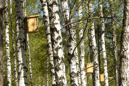 Birch forest. の写真素材