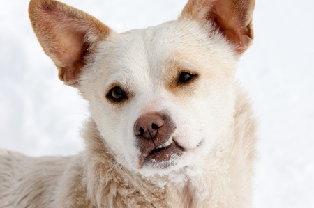 pooch, dogの写真素材