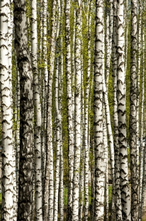 Birch forest. Birch Grove. White birch trunks. Spring sunny forest. Sunny day in the birch forest in may. の写真素材